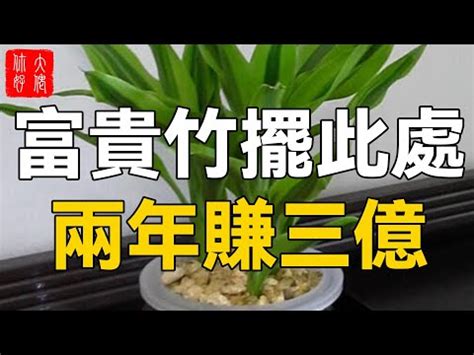 長青植物|長青竹：居家風水與養護的秘密花園 – 植物盆栽綠寶典